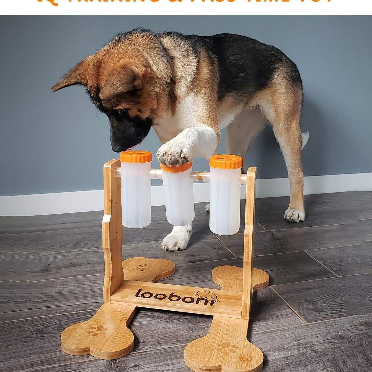 Toys & Enrichment